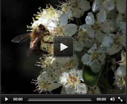 thumbnail - La dernière des abeilles